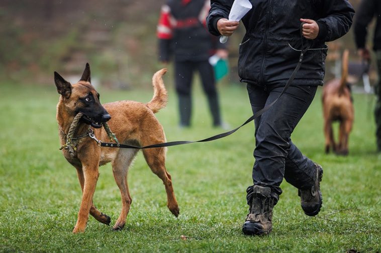 Malinois – för den aktiva och erfarna ägaren