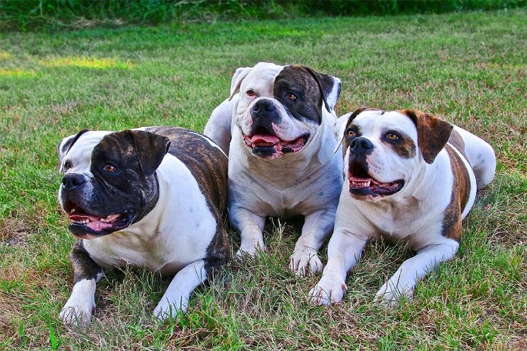 22 hundraser med den starkaste bitkraften:
#13: American Bulldog (305 PSI).