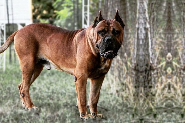 22 hundraser med den starkaste bitkraften:
#2: Bandog (730 PSI).