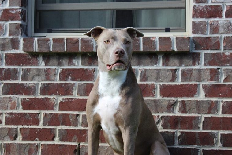 22 hundraser med den starkaste bitkraften:
#15: Pitbull (235 PSI).