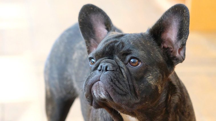 10 vanliga hälsoproblem hos Franska Bulldoggs som du bör känna till
