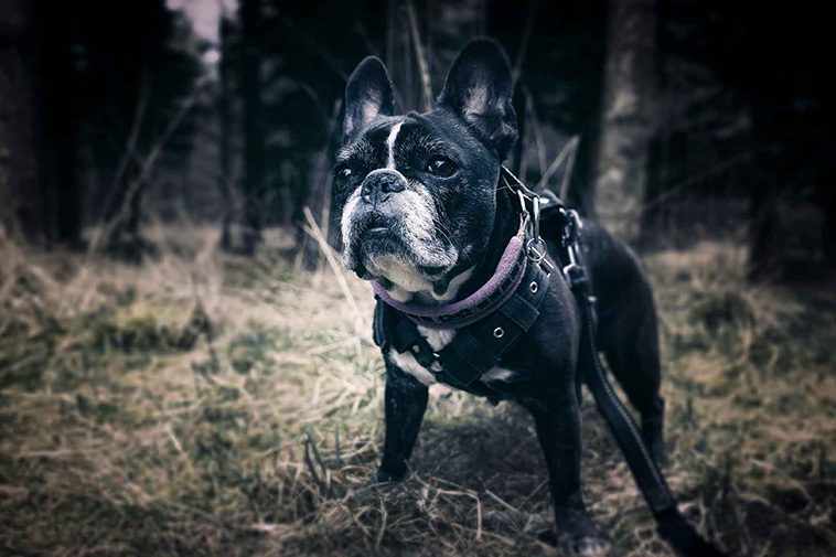 10 vanliga hälsoproblem hos Franska Bulldoggs som du bör känna till