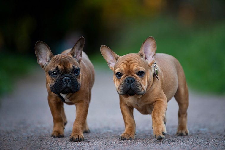 10 vanliga hälsoproblem hos Franska Bulldoggs som du bör känna till