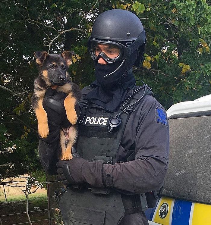 22 gånger polisvalphundar visade att de är gulligare än tuffa – Varning för sötchock!