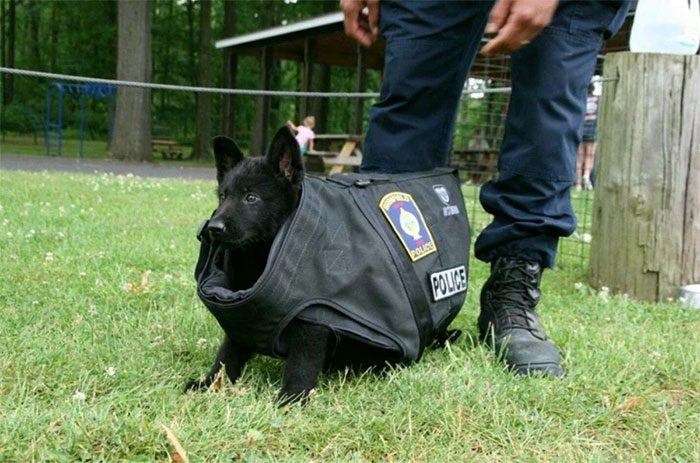 22 gånger polisvalphundar visade att de är gulligare än tuffa – Varning för sötchock!