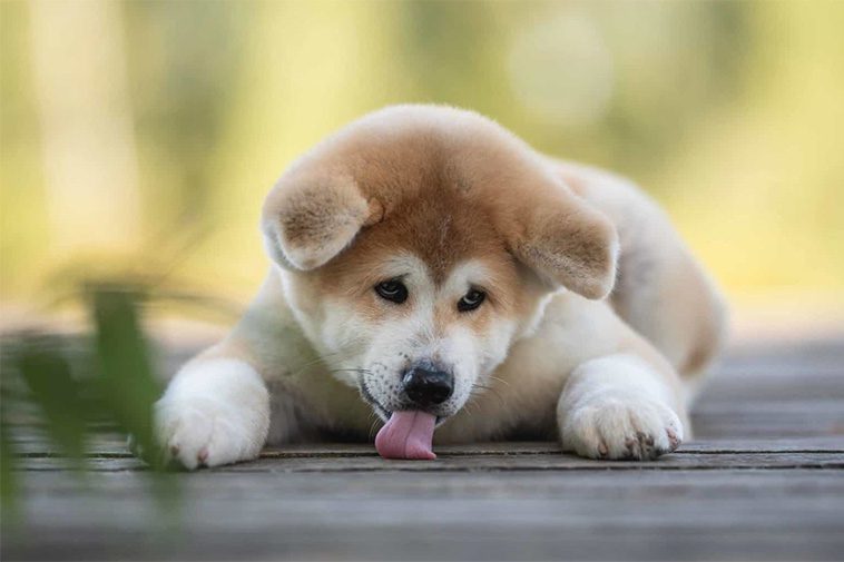 Hundraser: Akita