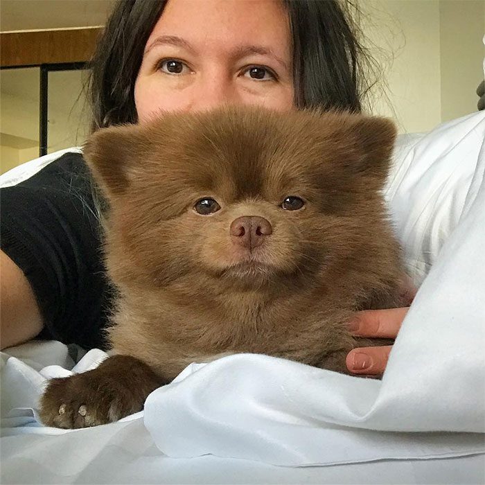 Uppfödaren övergav Pomeranian-valpen för att han var "för stor" – idag är Bertram en stjärna på sociala medier