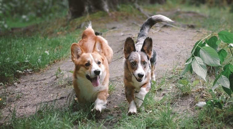 Cardigan och Pembroke – Vad är egentligen skillnaden på de två Corgi-raserna?