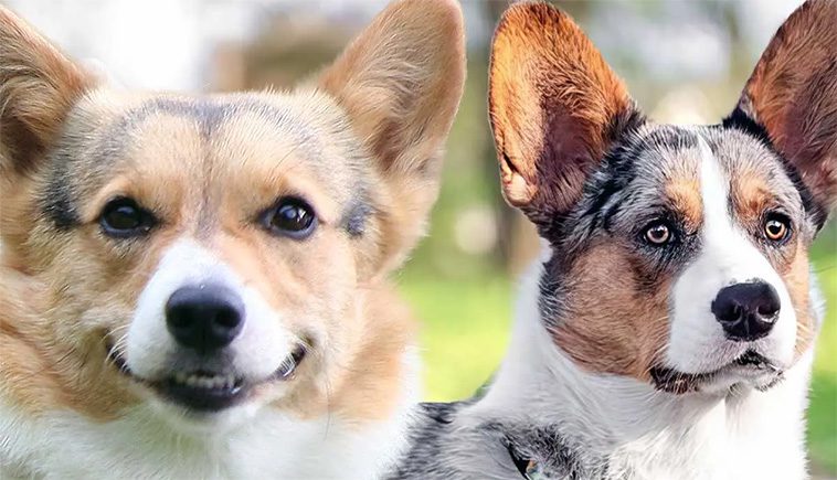 Cardigan och Pembroke – Vad är egentligen skillnaden på de två Corgi-raserna?