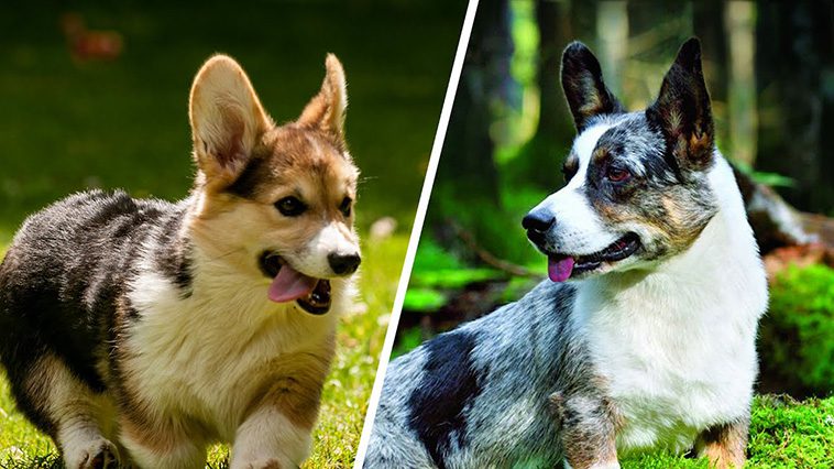 Cardigan och Pembroke – Vad är egentligen skillnaden på de två Corgi-raserna?