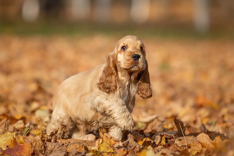 Hundraser: Engelsk Cocker Spaniel