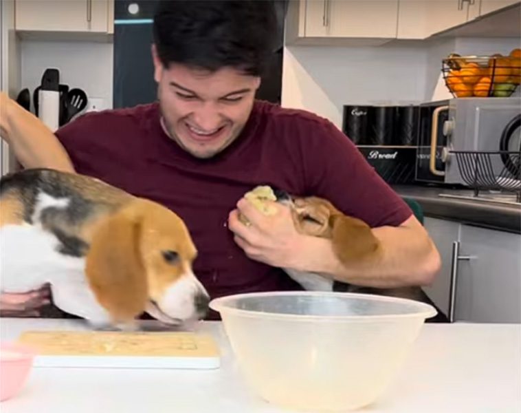 Youtube-kanalen "Cooking with Beagles" får hela internet att skratta högt