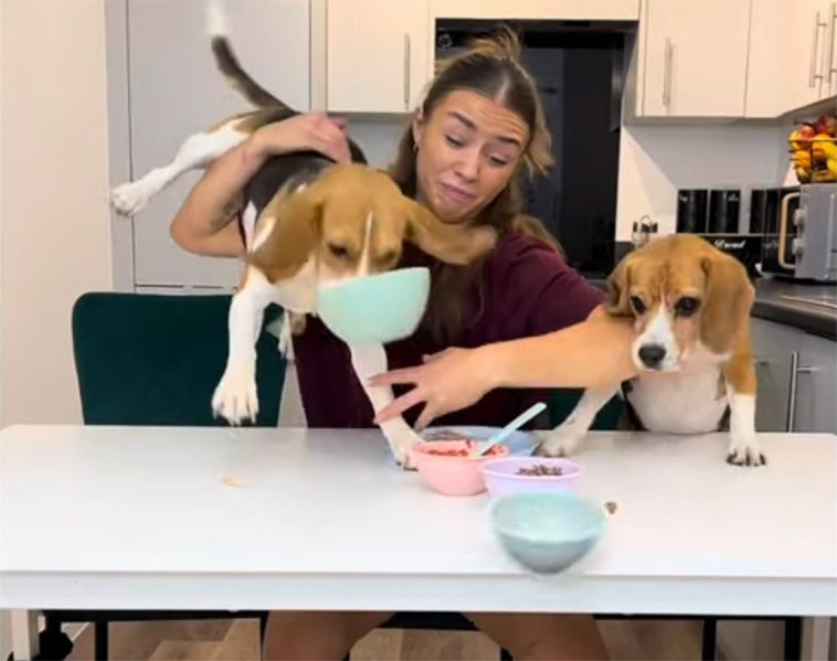 Youtube-kanalen "Cooking with Beagles" får hela internet att skratta högt
