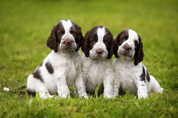 Hundraser: Engelsk Springer Spaniel
