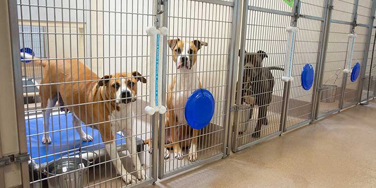 Hundstallets varning: Fler djur omhändertas i misär