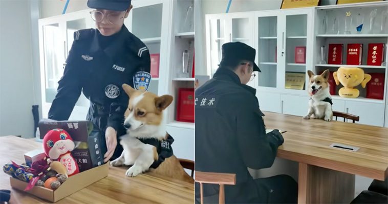 Kinas första Corgi-polishund förlorade sin bonus efter att ha somnat på sin arbetsplats