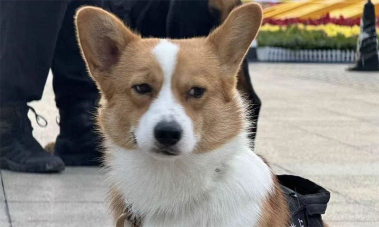 Kinas första Corgi-polishund förlorade sin bonus efter att ha somnat på sin arbetsplats