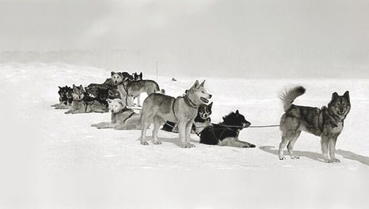 Den sanna historien om Togo – slädhunden som räddade en hel by
