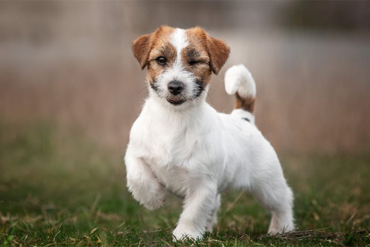 Hundraser: Jack Russell Terrier