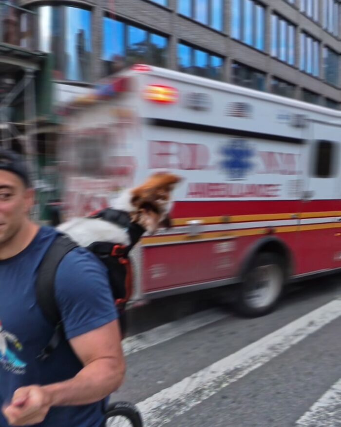 Kaido: Den lilla MAS:en som charmar hela New York med sitt ylande