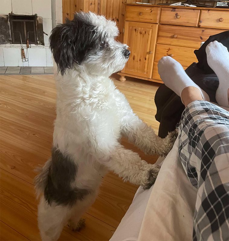 Månadens vovve: Panda – Bichon Havanaisen som gärna går på två ben