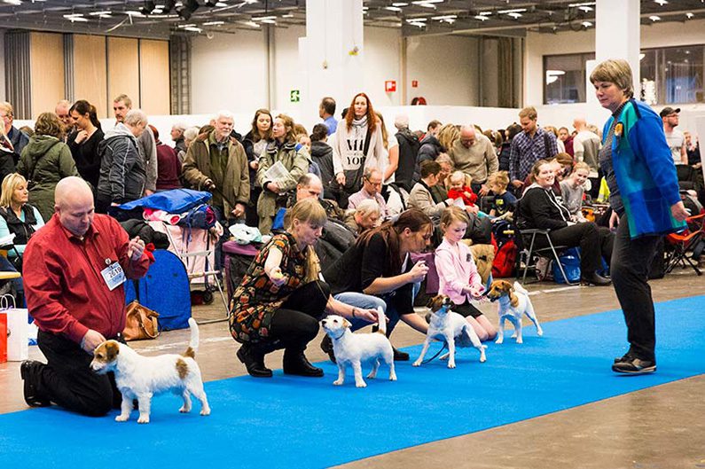 MyDOG bjuder in till en helg full av aktiviteter och spänning i Göteborg