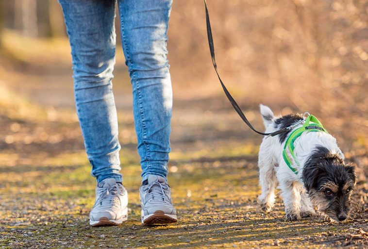 Sanna Bråding varnar hundägare i Södermalm: Köttbullar med spikar och gift