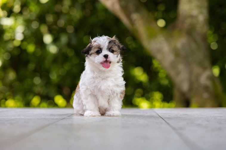 Hundraser: Shih Tzu.
