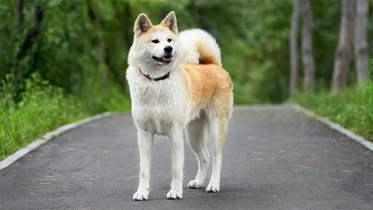 Vad du behöver veta innan du skaffar en Japansk Akita