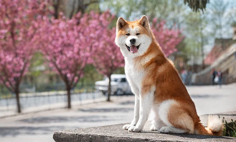 Vad du behöver veta innan du skaffar en Japansk Akita