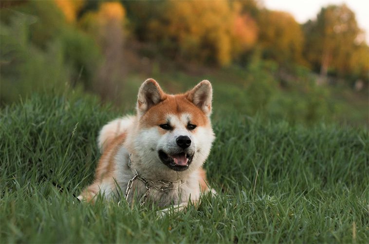 Vad du behöver veta innan du skaffar en Japansk Akita