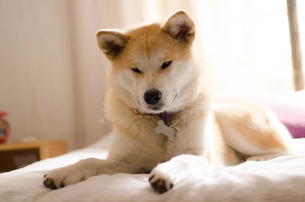 Vad du behöver veta innan du skaffar en Japansk Akita