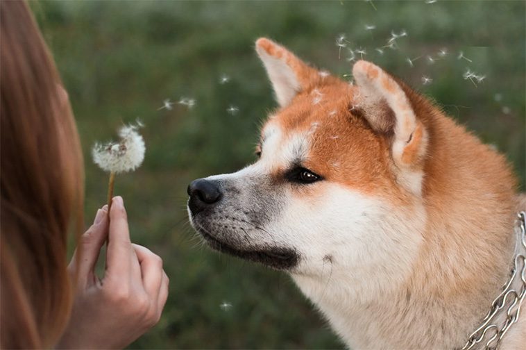 Vad du behöver veta innan du skaffar en Japansk Akita