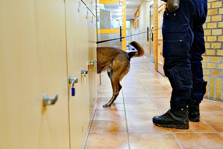 Stockholm stad satsar på privata knarkhundar i skolor