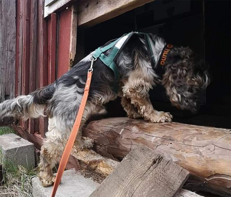 ID-hunden Sune hittar bortsprungna djur: "Jag litar på honom till hundra procent"