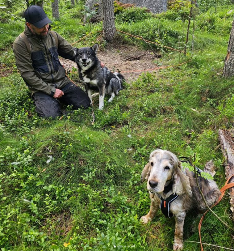 ID-hunden Sune hittar bortsprungna djur: "Jag litar på honom till hundra procent"