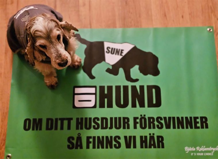ID-hunden Sune hittar bortsprungna djur: "Jag litar på honom till hundra procent"