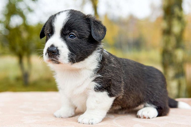 Hundraser: Welsh Corgi Cardigan
