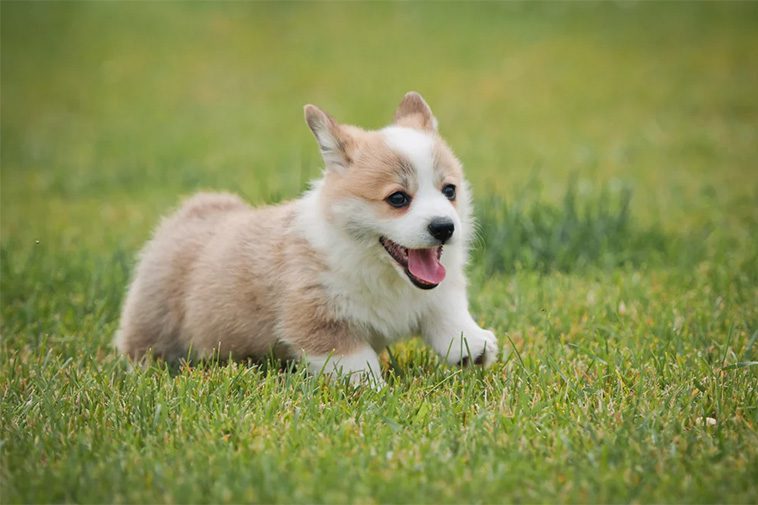 Hundraser: Welsh Corgi Pembroke