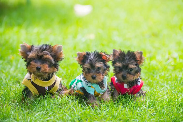 Hundraser: Yorkshireterrier