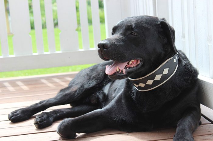 Från helsvart till unik: Labradoren Blazes fascinerande förvandling