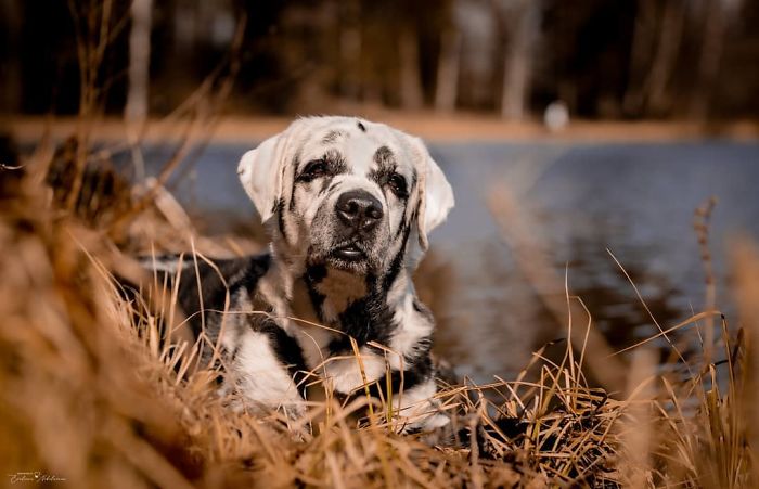 Från helsvart till unik: Labradoren Blazes fascinerande förvandling