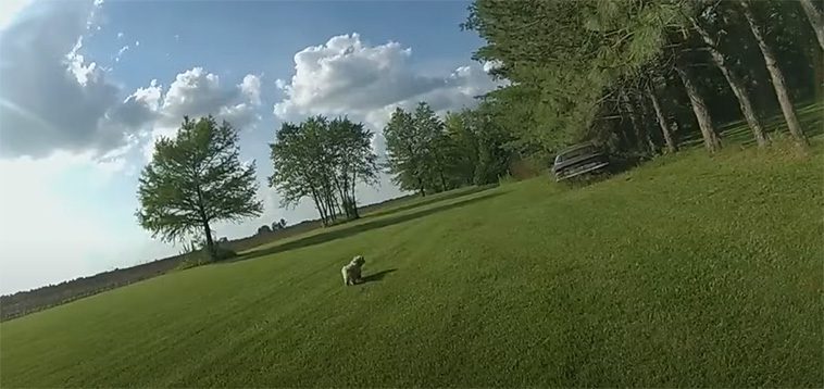 Internationell kritik efter att polis skjutit blind och döv hund: "Jag trodde den hade rabies"
