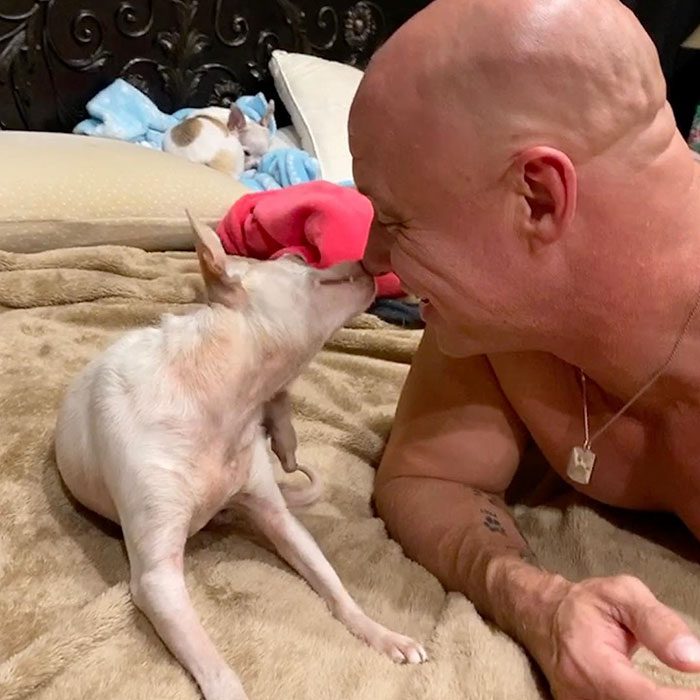 Bodybuildern retade andra för sina små hundar – tills en Chihuahua räddade honom och förändrade allt