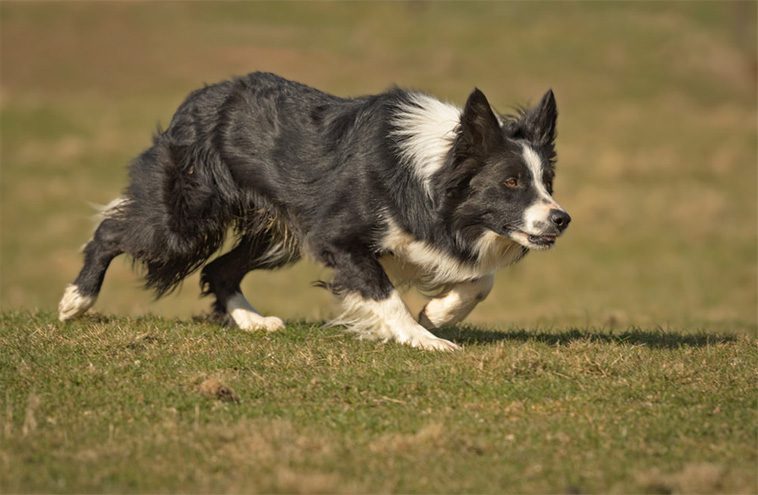 Border Colliens intelligens: Därför anses den vara världens smartaste hund