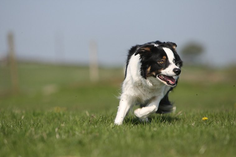 Border Colliens intelligens: Därför anses den vara världens smartaste hund