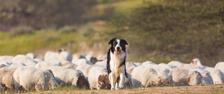 Border Colliens intelligens: Därför anses den vara världens smartaste hund