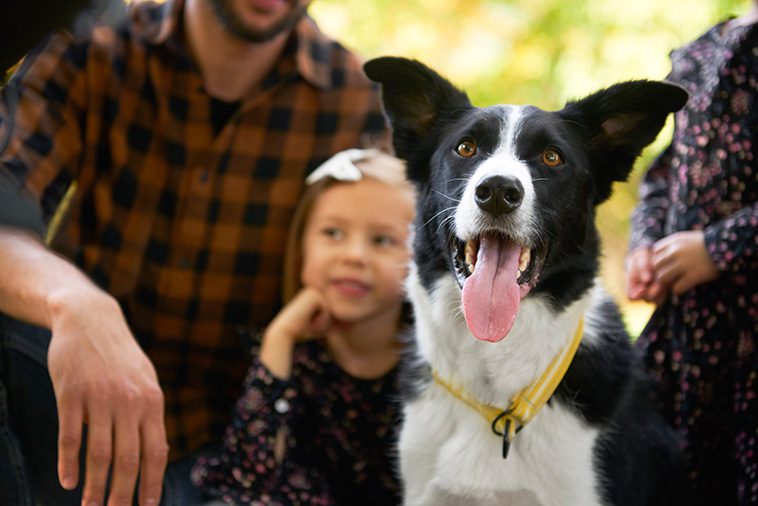 Passar Border Collien som sällskapshund?