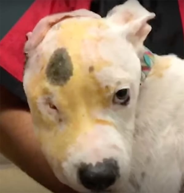 Från förfärlig misshandel till ett nytt liv – Hunden Bubbles återhämtade sig mirakulöst efter att ha blivit skjuten i huvudet