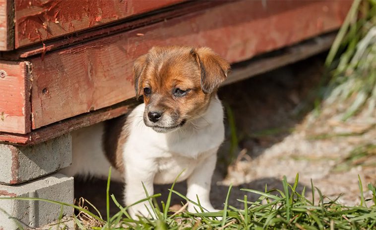 Populära svenska hundrasen har äntligen erkänts av American Kennel Club